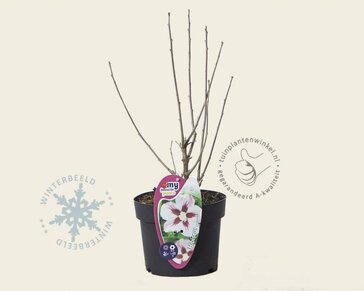 Hibiscus syriacus 'Hamabo'