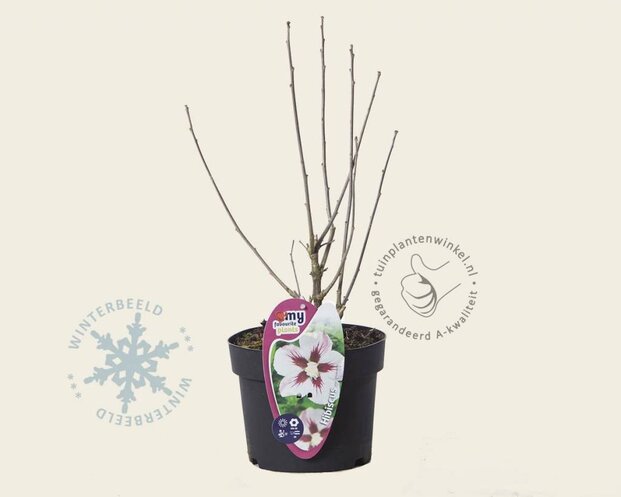 Hibiscus syriacus 'Hamabo'