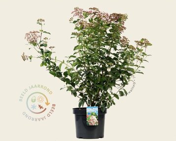 Viburnum tinus 'Lisarose' image