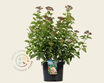 Viburnum tinus 'Lisa Rose'