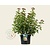 Viburnum tinus 'Lisarose'