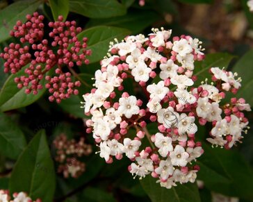 Viburnum tinus 'Lisa Rose'