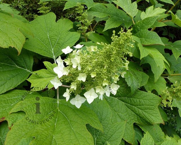 Hydrangea quercifolia 'Snowqueen' - XL