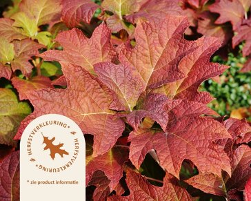 Hydrangea quercifolia 'Snowqueen' - XL