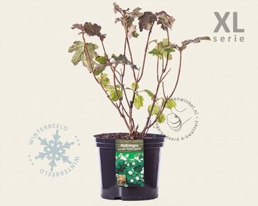 Hydrangea quercifolia 'Snowqueen' - XL