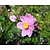 Anemone hybrida 'Königin Charlotte'
