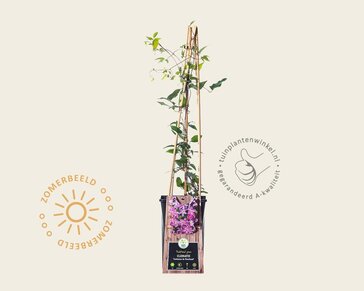 Clematis patens 'Comtesse de Bouchaud'