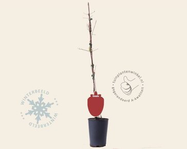 Clematis patens 'Comtesse de Bouchaud'