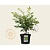 Euonymus alatus 'Compactus'