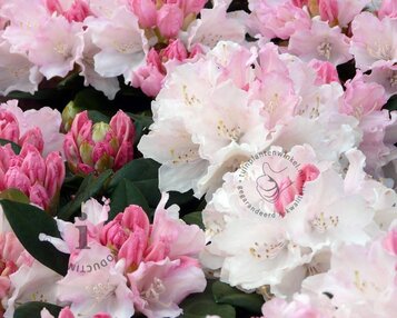 Rhododendron yakushimanum 'Dreamland' image