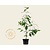 Viburnum plicatum 'Kilimandjaro'