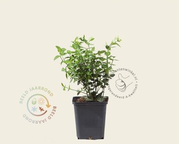 Euonymus fortunei var. radicans image
