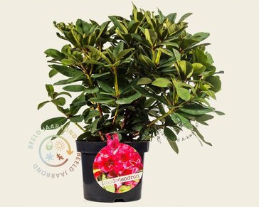 Rhododendron 'Red Jack'