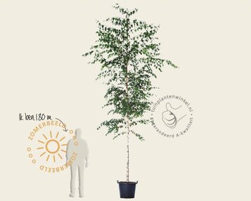 Betula pendula image