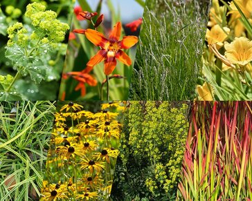 Borderpakket Flava zon-halfschaduw - (pakket 08)