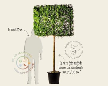 Lei-conifeer 'Leylandii'  - individueel geen extra's