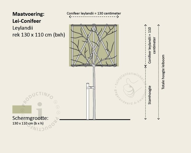 Lei-conifeer 'Leylandii'  - individueel geen extra's