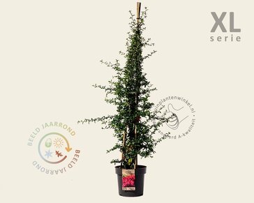 Pyracantha  coccinea 'Red Column' - XL
