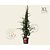 Pyracantha  coccinea 'Red Column' - XL