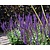 Salvia nemorosa 'Ostfriesland'