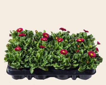 Bellis Rood - Tray 12 st. image