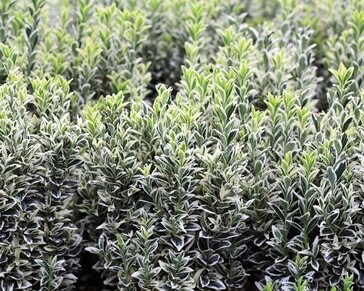 Euonymus japonicus 'Microphyllus Albovariegata'