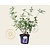 Buddleja davidii 'Empire Blue'