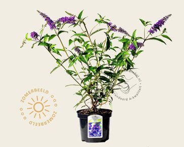 Buddleja davidii 'Empire Blue'