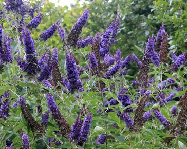 Buddleja davidii 'Empire Blue'