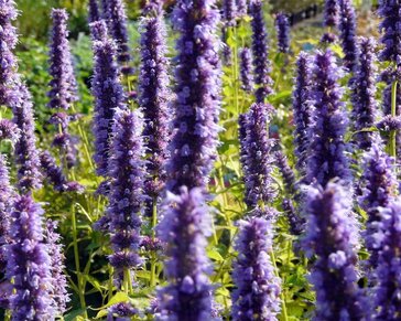 Agastache 'Black Adder'