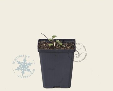 Agastache 'Black Adder'