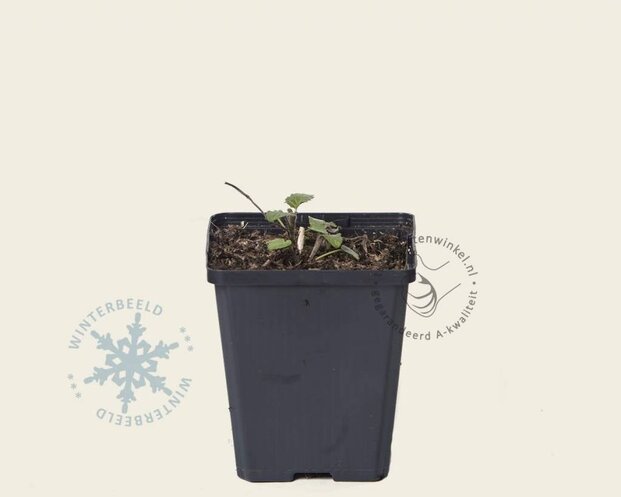 Agastache 'Black Adder'