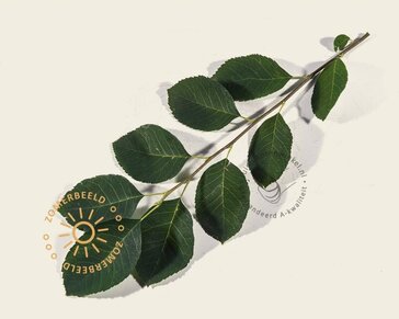 Amelanchier lamarckii