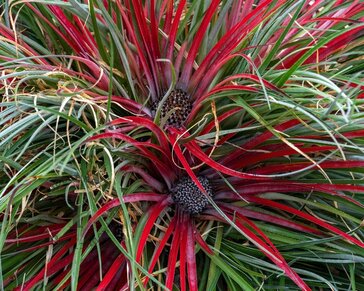 Fascicularia bicolor