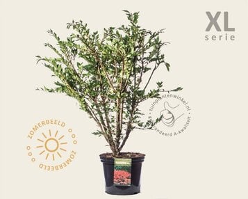 Euonymus alatus - XL image