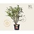 Euonymus alatus - XL