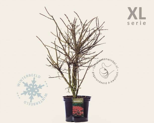 Euonymus alatus - XL