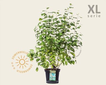 Halesia carolina - XL image