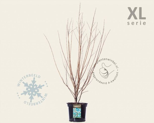 Halesia carolina - XL
