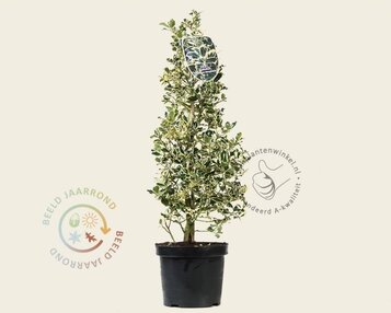 Ilex aquifolium 'Argentea Marginata' - in pot image