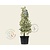 Ilex aquifolium 'Argentea Marginata' - in pot