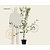 Prunus domestica 'Opal' - laagstam