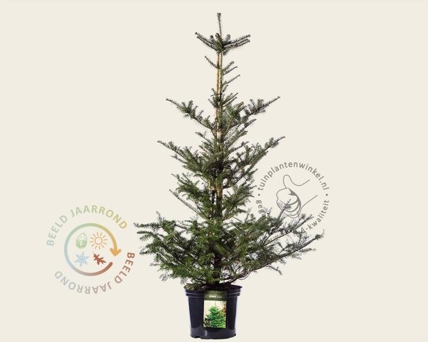 Abies koreana 80/100