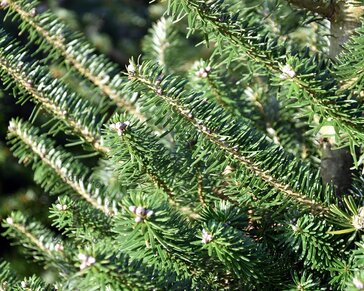 Abies koreana 80/100