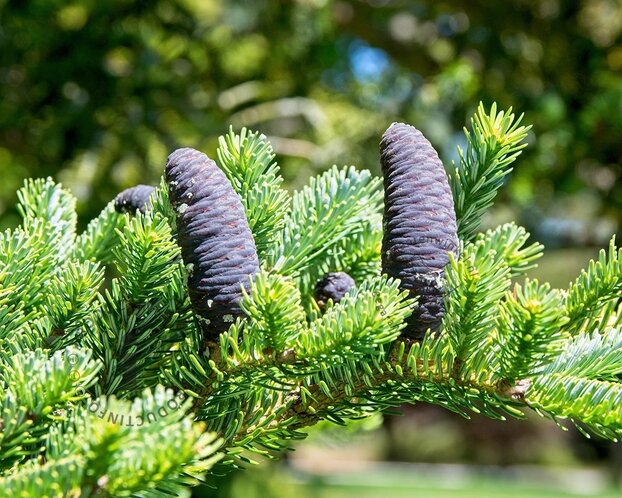 Abies koreana 80/100