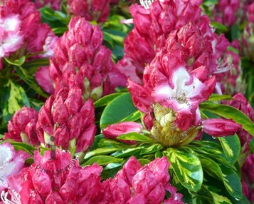 Rhododendron 'President Roosevelt' image