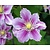 Clematis patens 'Piilu'