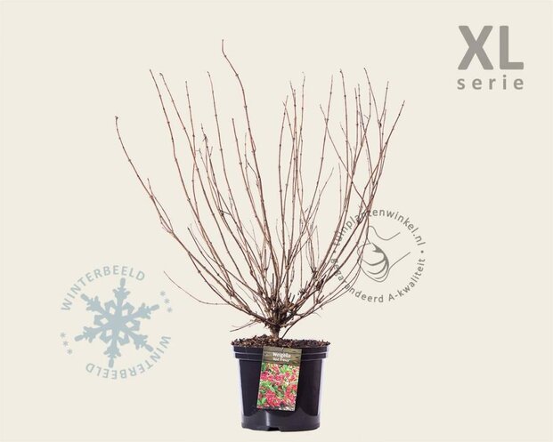 Weigela florida 'Red Prince' - XL