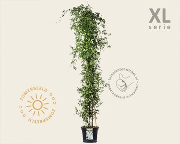 Clematis montana 'Grandiflora' - XL image