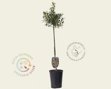 Ilex aquifolium 'Alaska' - op stam image